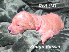 F1B Standard Goldendoodle Puppies - Photo 4