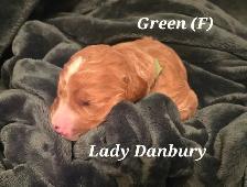 F1B Standard Goldendoodle Puppies - Photo 5