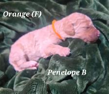 F1B Standard Goldendoodle Puppies - Photo 6