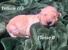 F1B Standard Goldendoodle Puppies - Photo 7