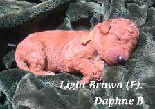 F1B Standard Goldendoodle Puppies - Photo 8