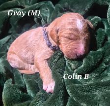 F1B Standard Goldendoodle Puppies - Photo 9
