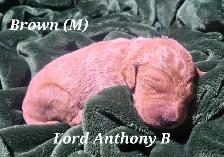 F1B Standard Goldendoodle Puppies - Photo 10