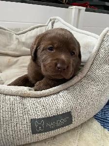 Purebred Labrador Retriever Puppies, CKC Registered English Type