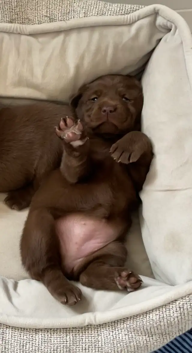 Purebred Labrador Retriever Puppies, CKC Registered English Type - Photo 2