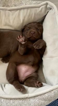 Purebred Labrador Retriever Puppies, CKC Registered English Type - Photo 2