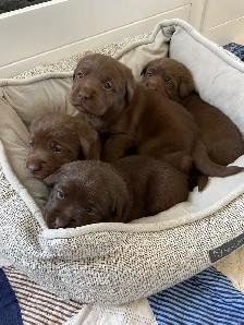 Purebred Labrador Retriever Puppies, CKC Registered English Type - Photo 3