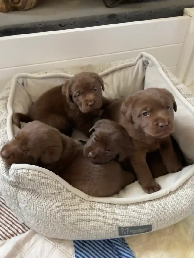 Purebred Labrador Retriever Puppies, CKC Registered English Type - Photo 4