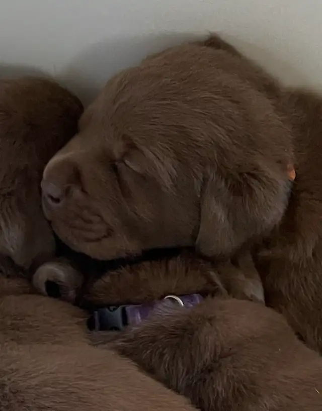 Purebred Labrador Retriever Puppies, CKC Registered English Type - Photo 5