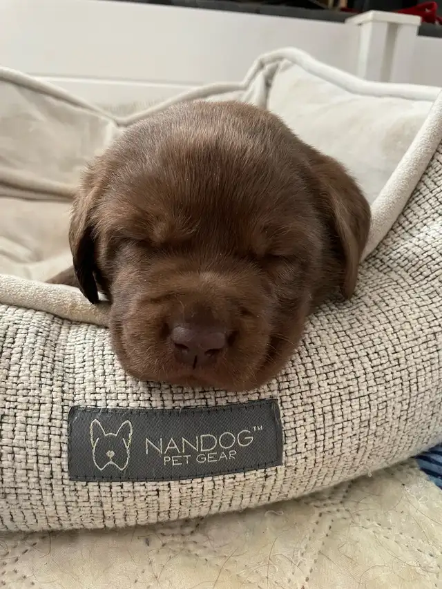 Purebred Labrador Retriever Puppies, CKC Registered English Type - Photo 6