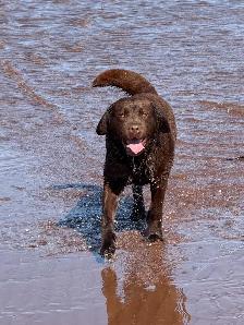 Purebred Labrador Retriever Puppies, CKC Registered English Type - Photo 8