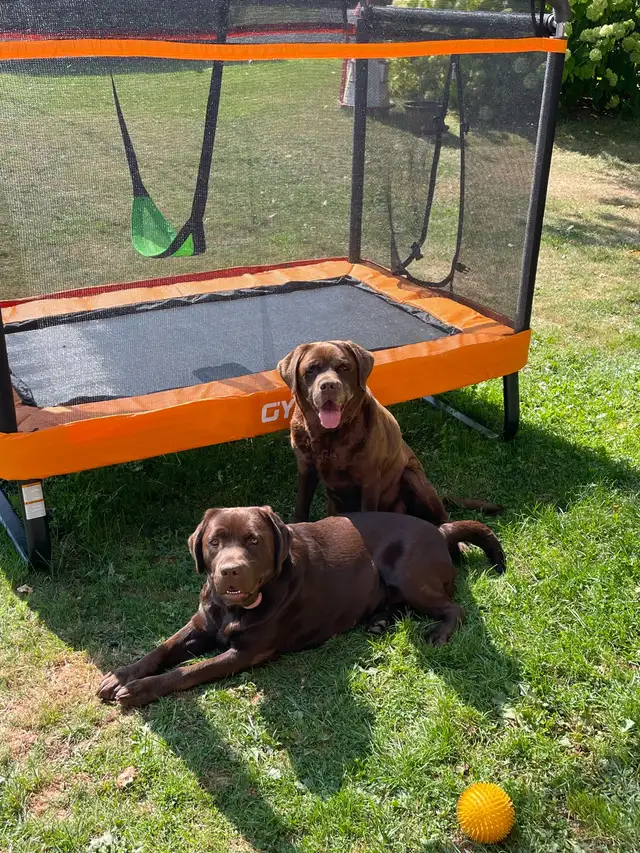 Purebred Labrador Retriever Puppies, CKC Registered English Type - Photo 10