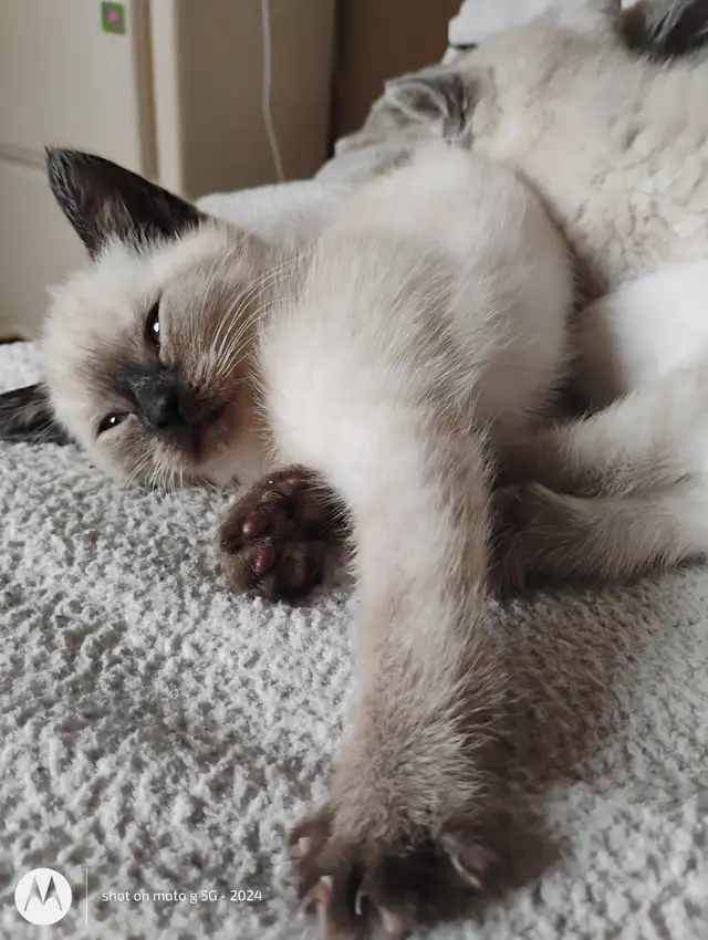 Purebred Siamese Kittens