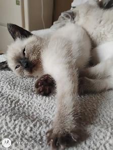 Purebred Siamese Kittens