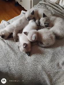 Purebred Siamese Kittens - Photo 2