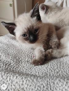Purebred Siamese Kittens - Photo 3