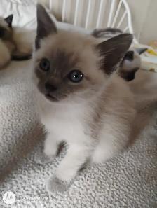Purebred Siamese Kittens - Photo 4