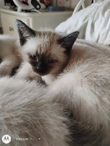 Purebred Siamese Kittens - Photo 5