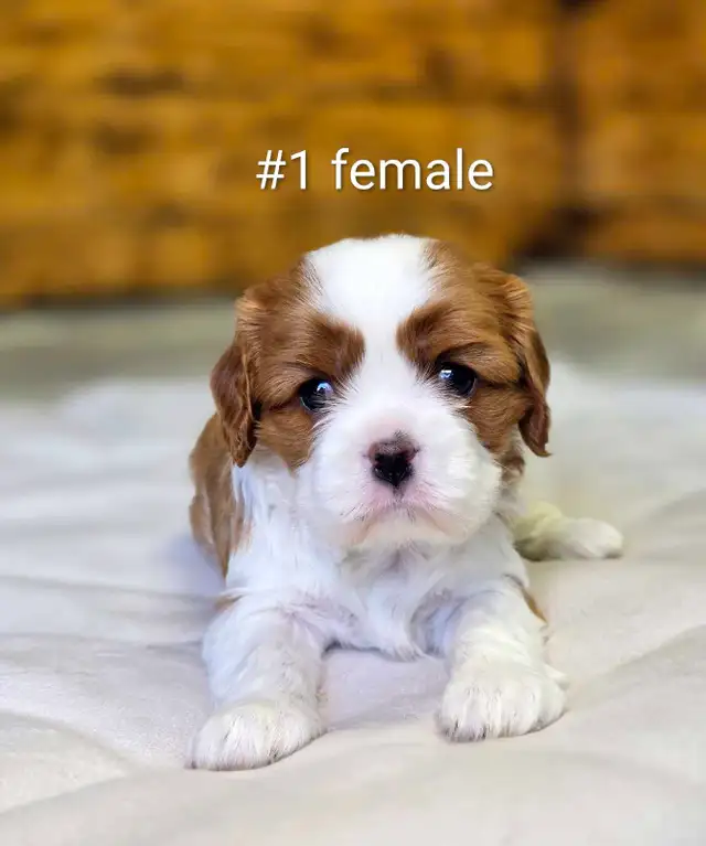 Cavalier king Charles puppies