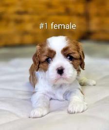 Cavalier king Charles puppies