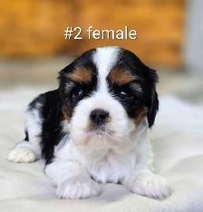 Cavalier king Charles puppies - Photo 2