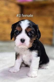 Cavalier king Charles puppies - Photo 3
