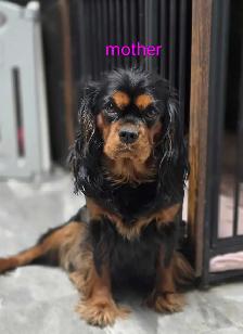 Cavalier king Charles puppies - Photo 4