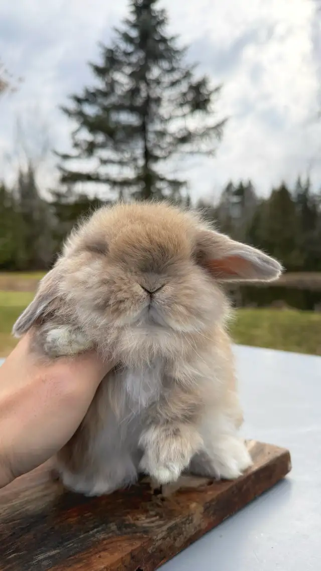 Cream Holland Lop