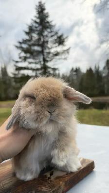 Cream Holland Lop - Photo 2