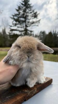 Cream Holland Lop - Photo 3