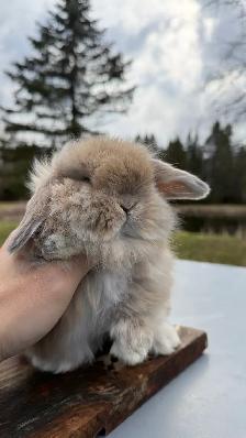 Cream Holland Lop - Photo 4