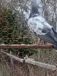 teddy pigeon - Photo 2