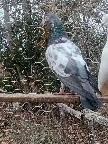 teddy pigeon - Photo 4