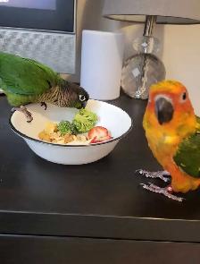 Bird Sitting! - Photo 3