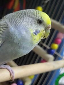 Bird Sitting! - Photo 6