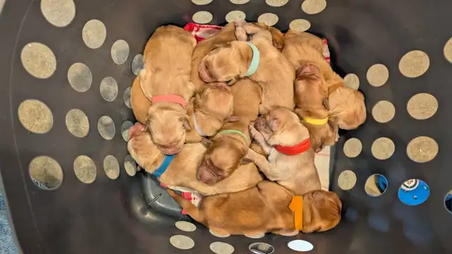 golden retriever puppies