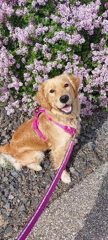 golden retriever puppies - Photo 2