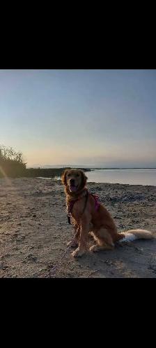 golden retriever puppies - Photo 3