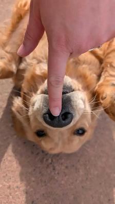 golden retriever puppies - Photo 4