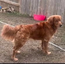 golden retriever puppies - Photo 5