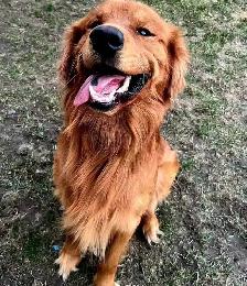 golden retriever puppies - Photo 6