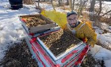 Overwintered Beehives (Double Deep, Saskatraz Queens) – $750