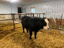 Simmental cross Yearling bull for sale