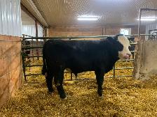 Simmental cross Yearling bull for sale - Photo 2