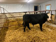 Simmental cross Yearling bull for sale - Photo 3