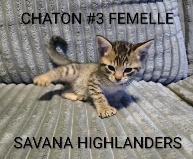 CHATON HIGHLANDS LYNX -X- SAVANA HIGHLANDERS