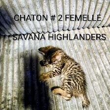 CHATON HIGHLANDS LYNX -X- SAVANA HIGHLANDERS - Photo 3