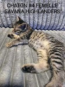 CHATON HIGHLANDS LYNX -X- SAVANA HIGHLANDERS - Photo 6