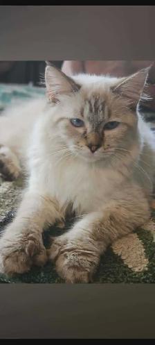 CHATON HIGHLANDS LYNX -X- SAVANA HIGHLANDERS - Photo 9