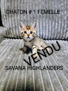 CHATON HIGHLANDS LYNX -X- SAVANA HIGHLANDERS - Photo 10